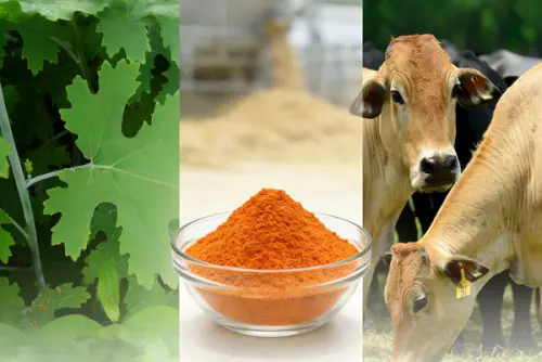 Best China Macleaya Cordata Extract for Animal Nutrition Companies